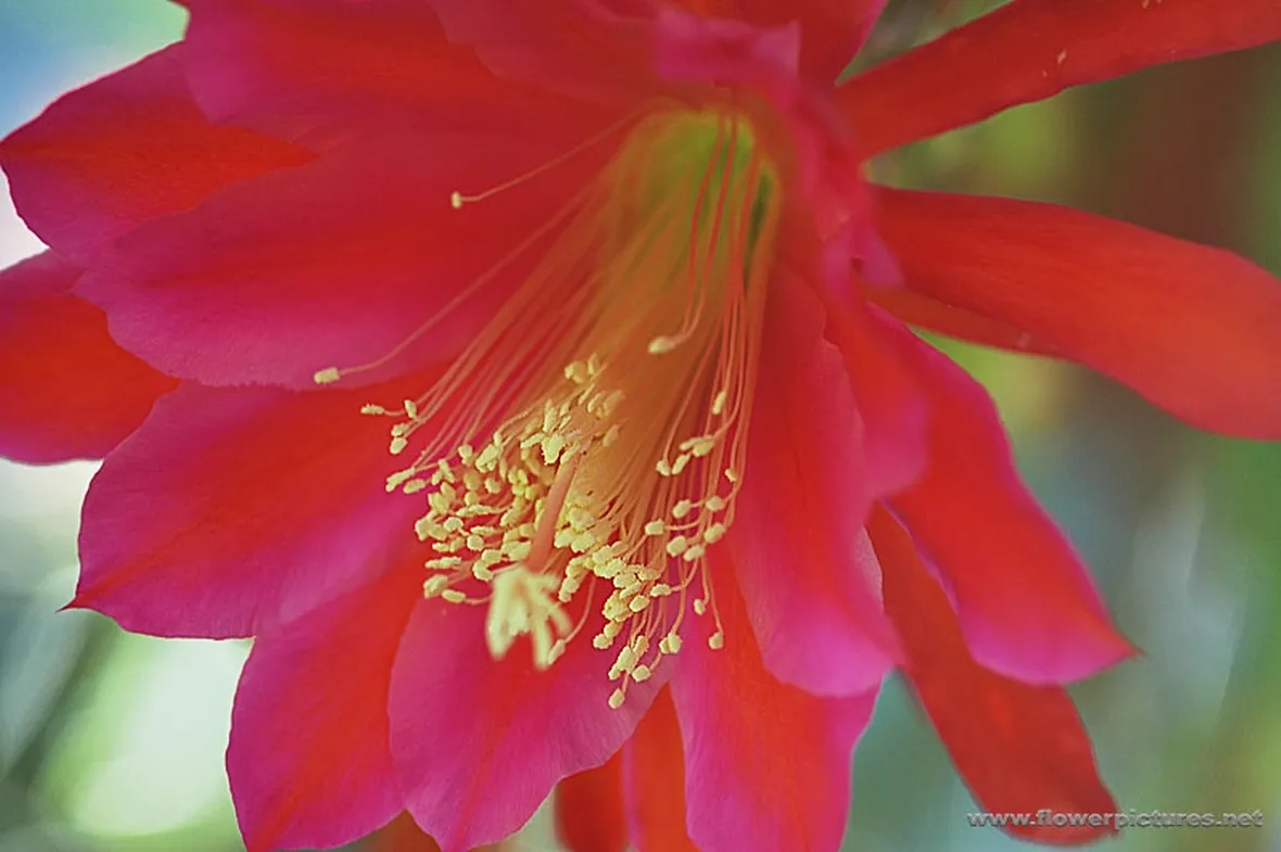lysianthus fuxia-1