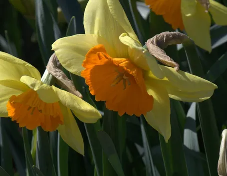 Manutenzione narciso