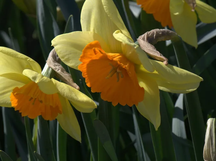 Manutenzione narciso