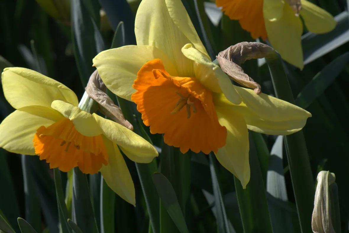 Manutenzione narciso