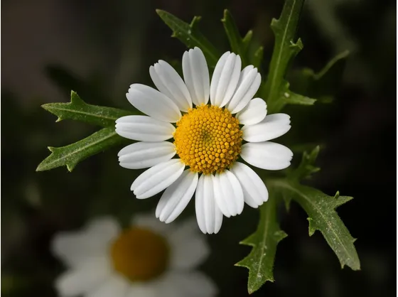 Margherita-11