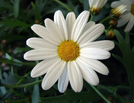 Margherita-11