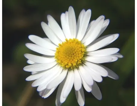Margherita-12