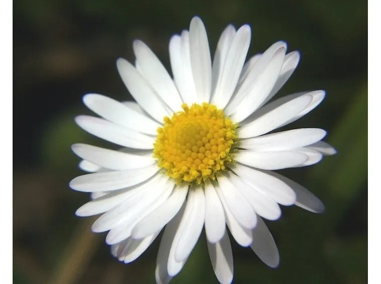 Margherita-12