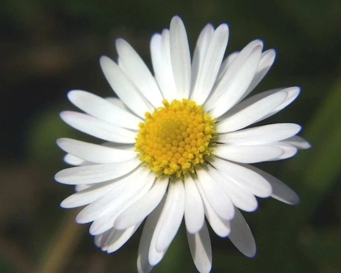 Margherita-12