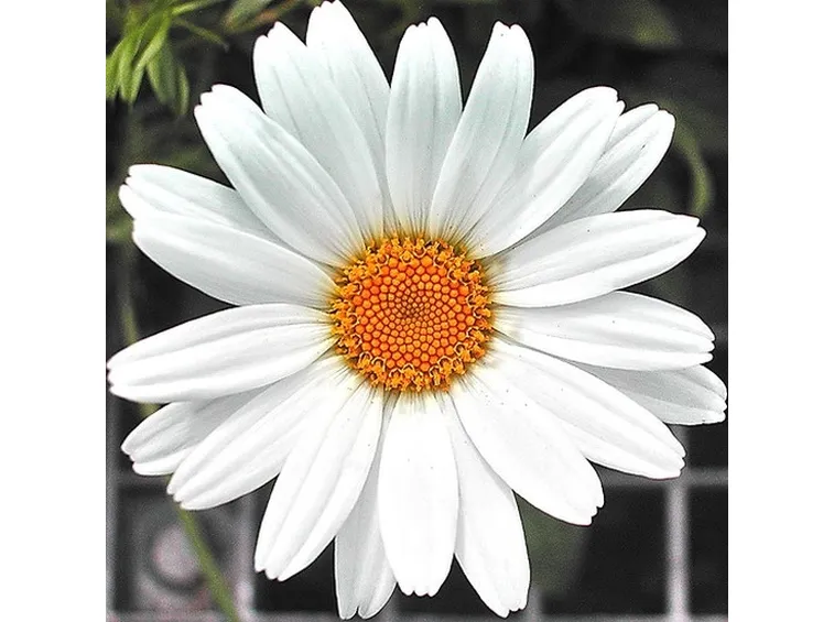Margherita-14