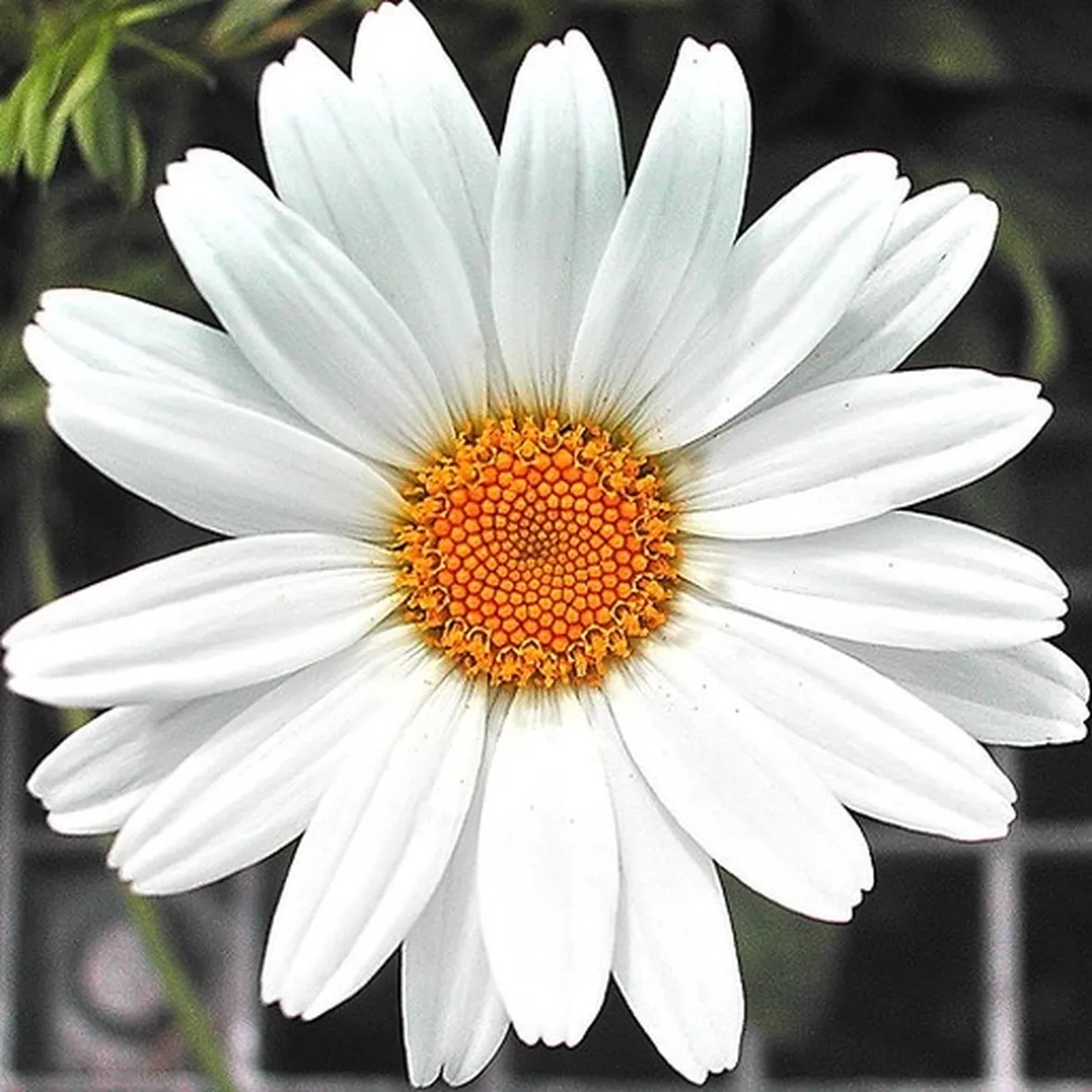Margherita-14