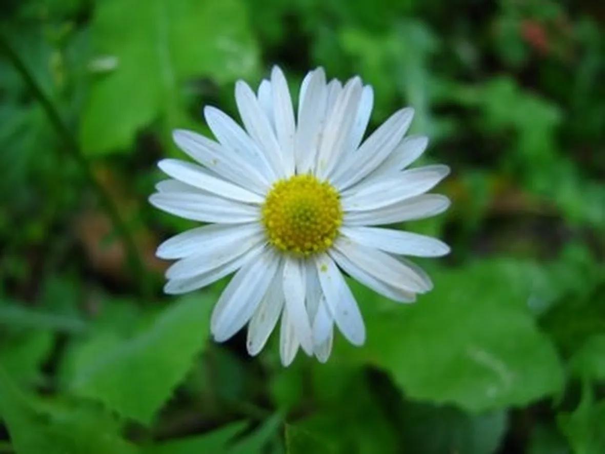 Margherita-23