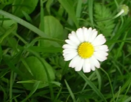 Margherita-9