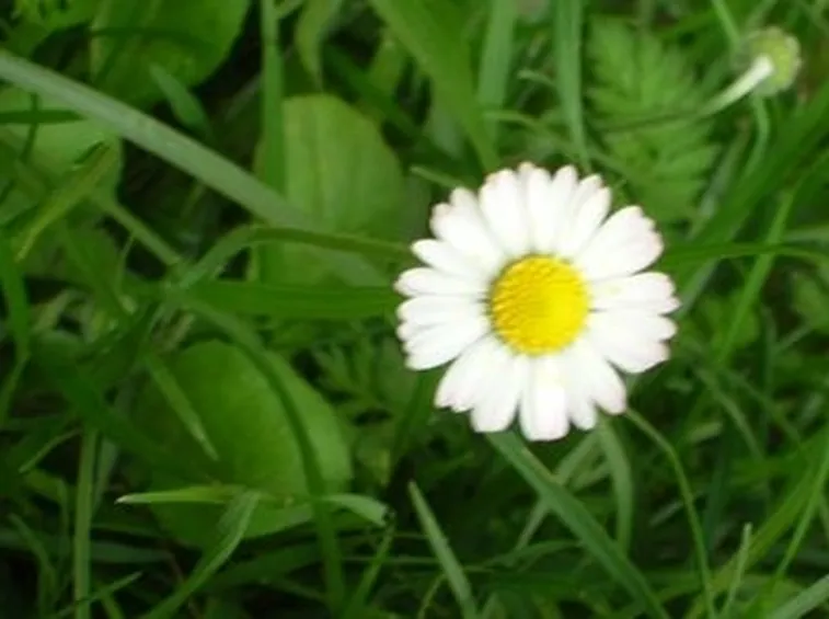 Margherita-9