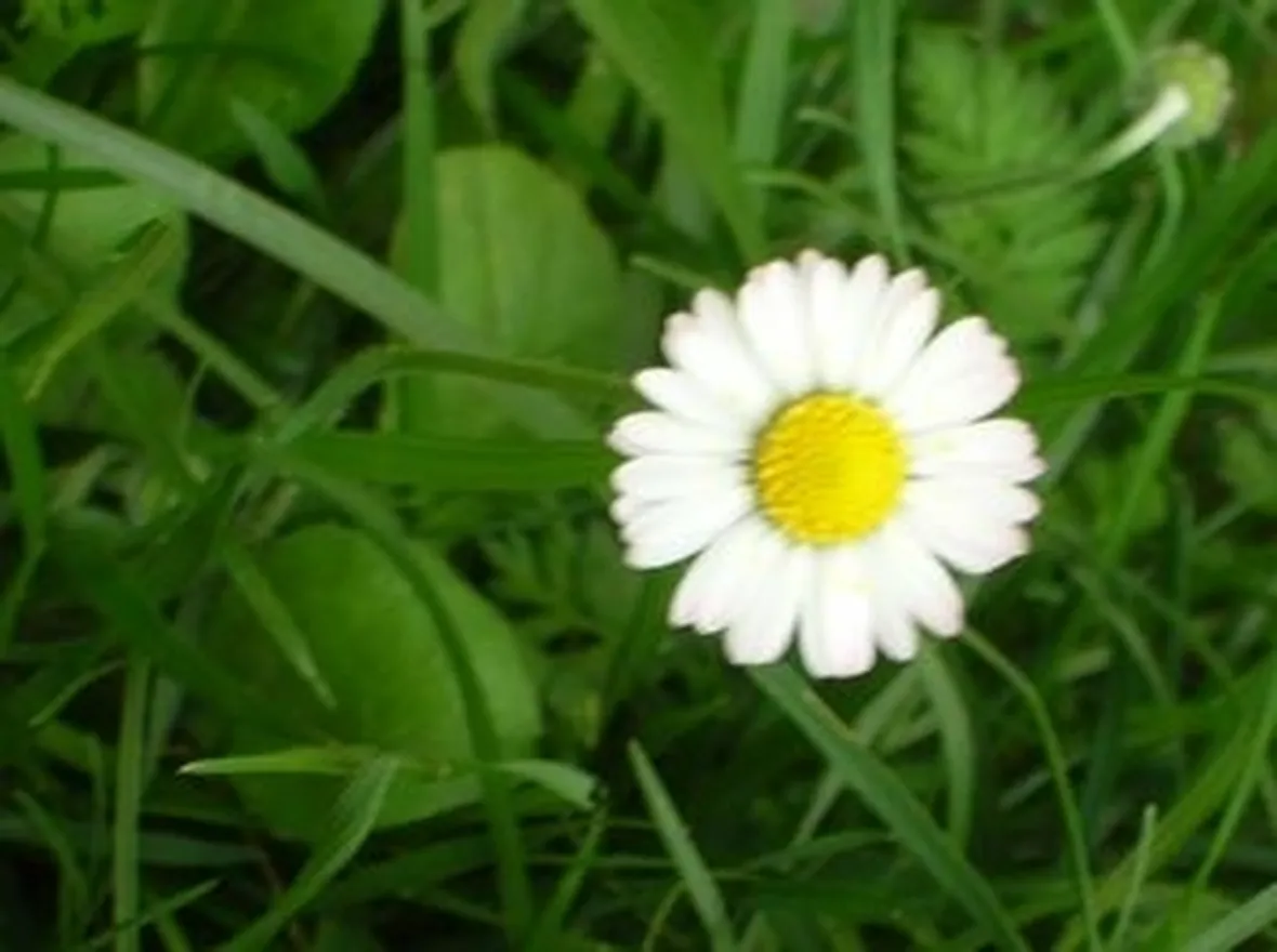 Margherita-9