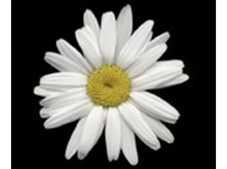 margherite bianche