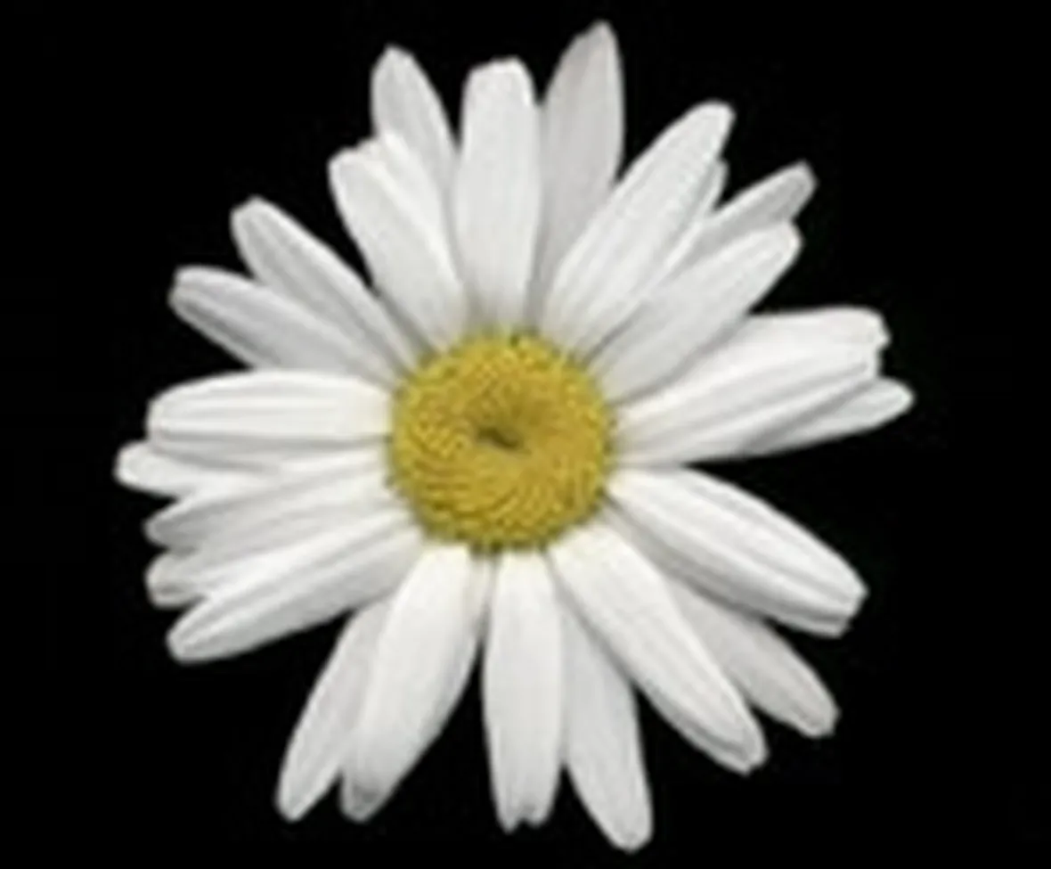 margherite bianche
