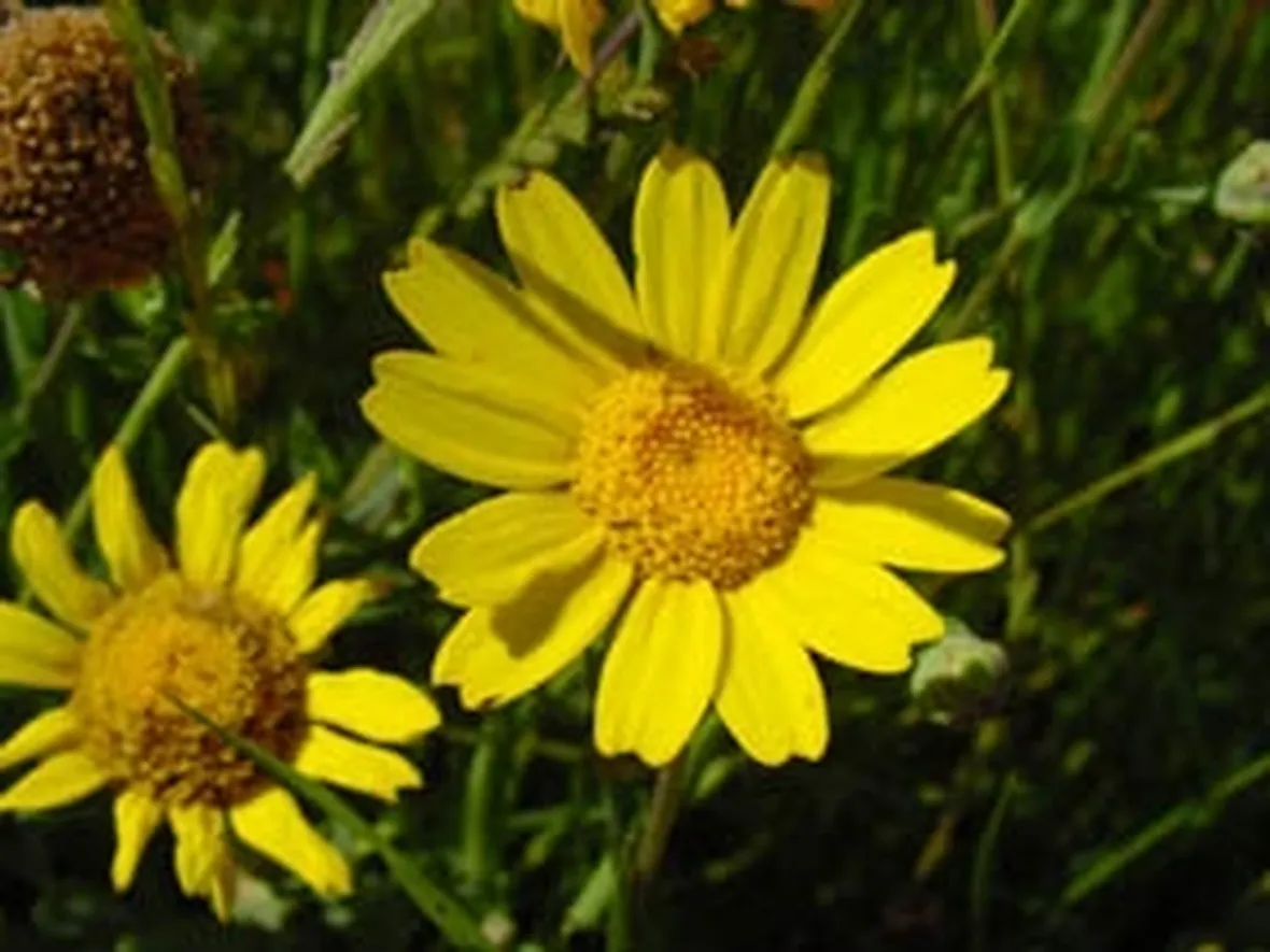 margherite gialle