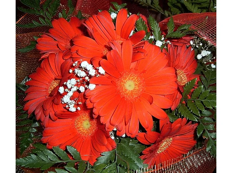 margherite rosse-1