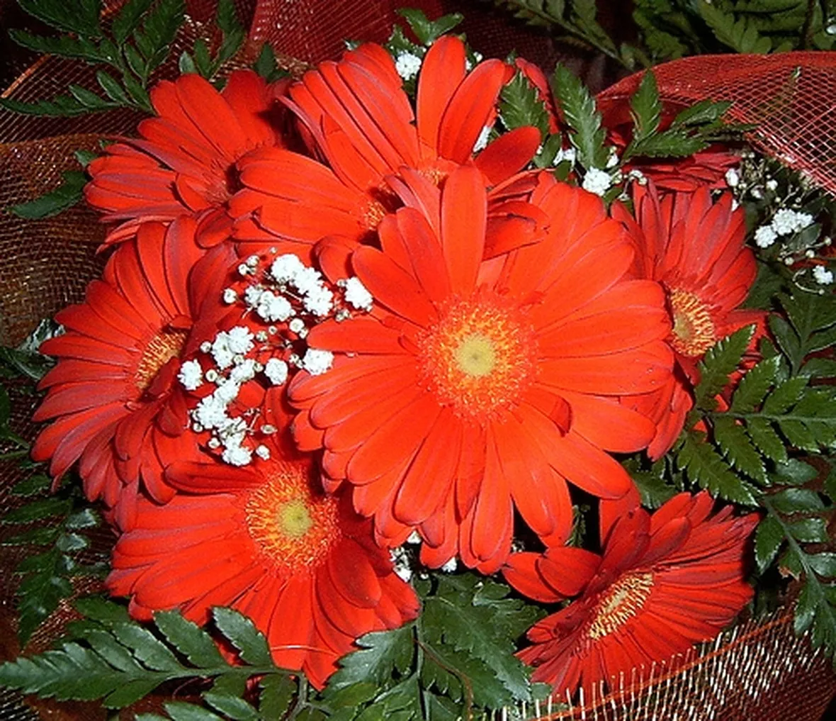 margherite rosse-1