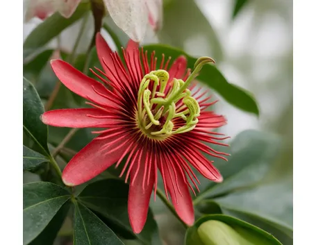 margherite rosse