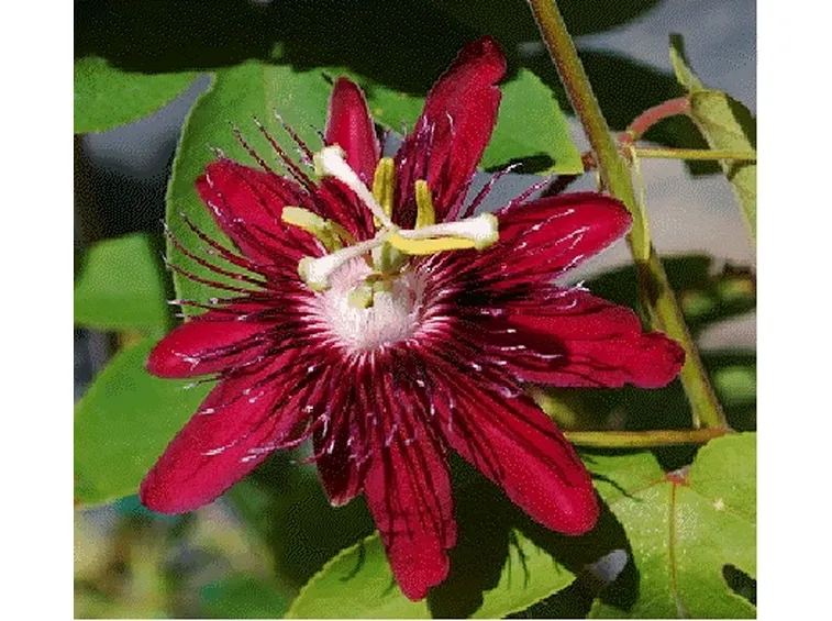 margherite rosse