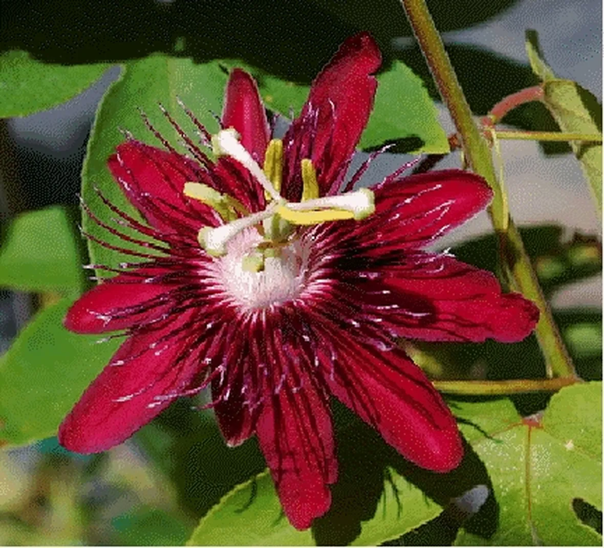 margherite rosse
