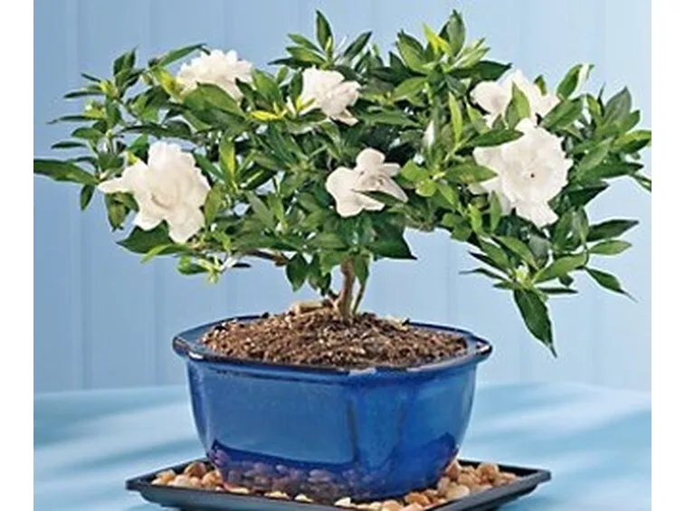 mazzi bianco e verde