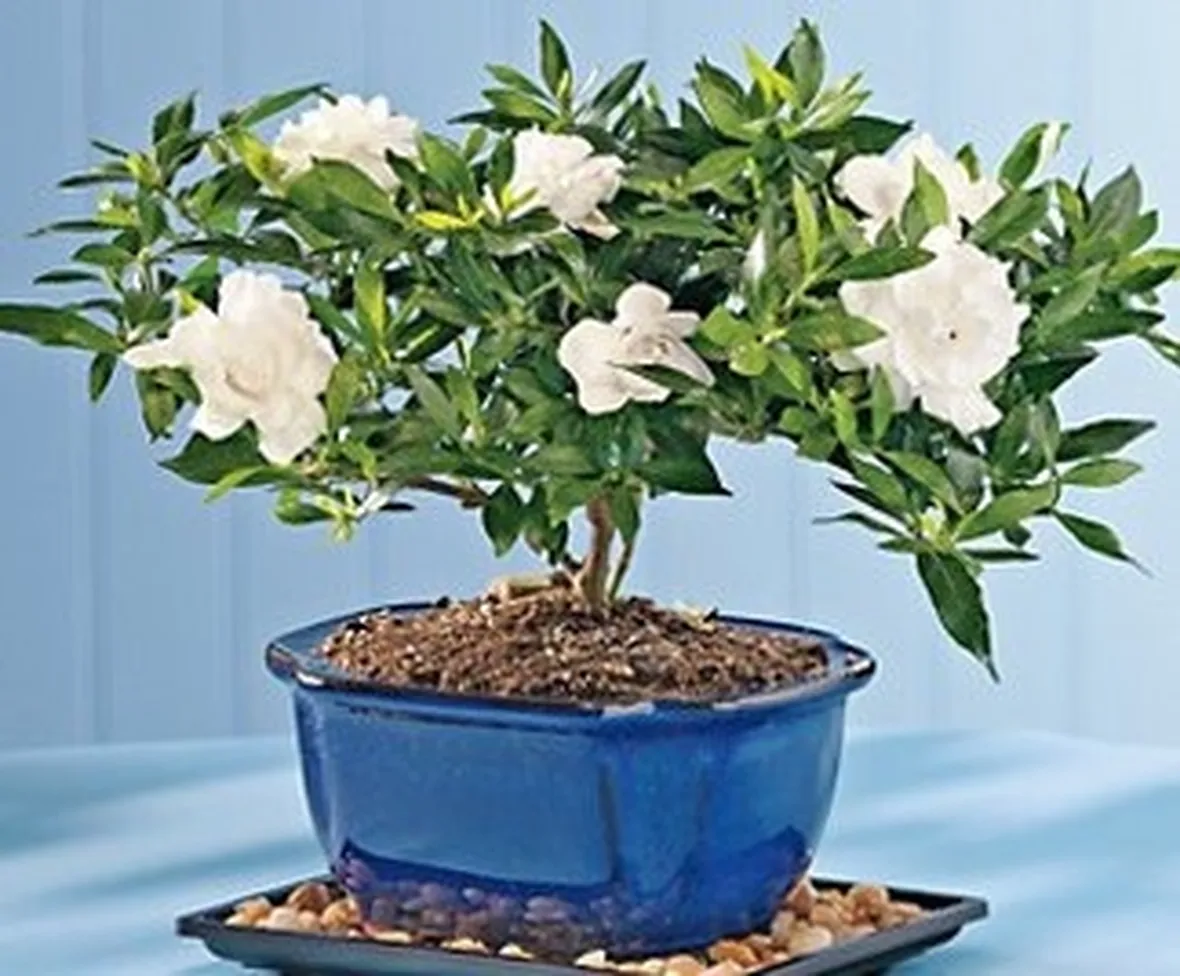 mazzi bianco e verde