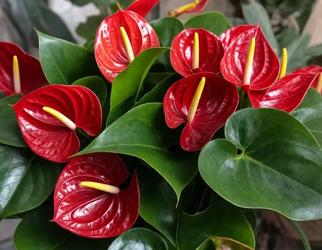 mazzi di anthurium-1