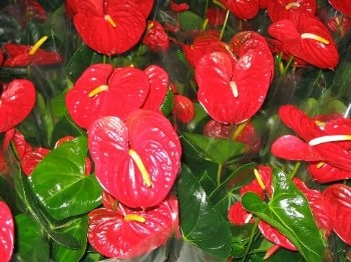 mazzi di anthurium-1