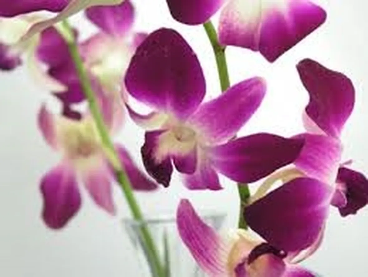 mazzi di dendrobium-1