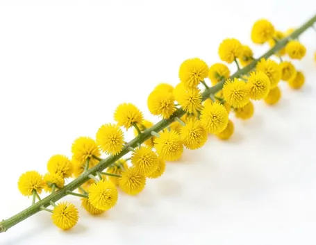 mazzi di fiori per la festa della donna