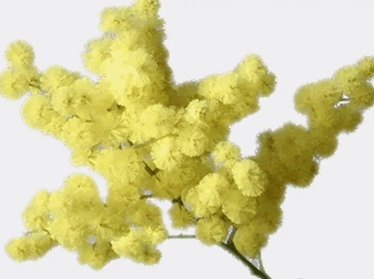 mazzi di fiori per la festa della donna