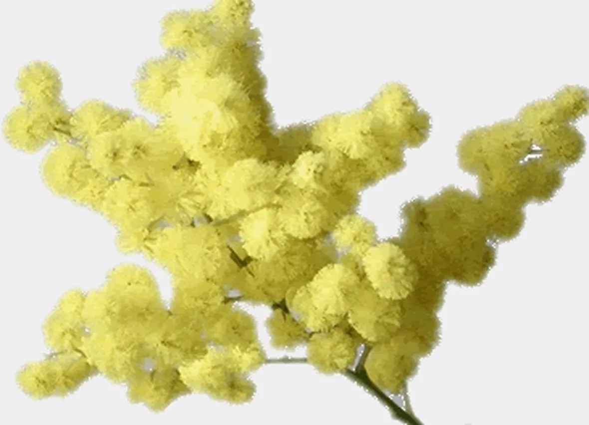 mazzi di fiori per la festa della donna