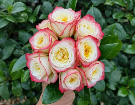 mazzi di rose
