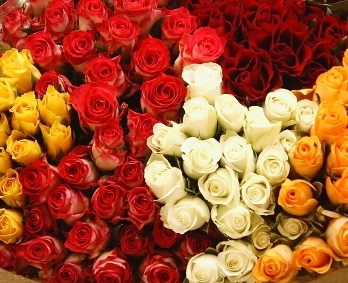 mazzi di roselline-1
