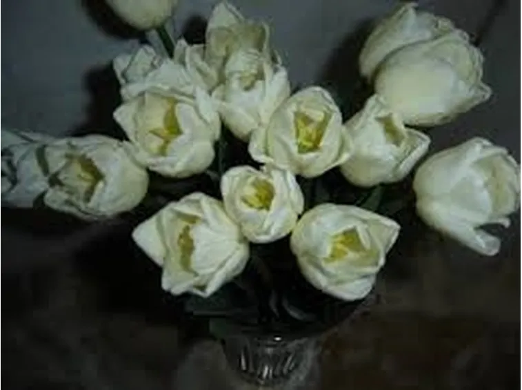 mazzi di tulipani bianche-1