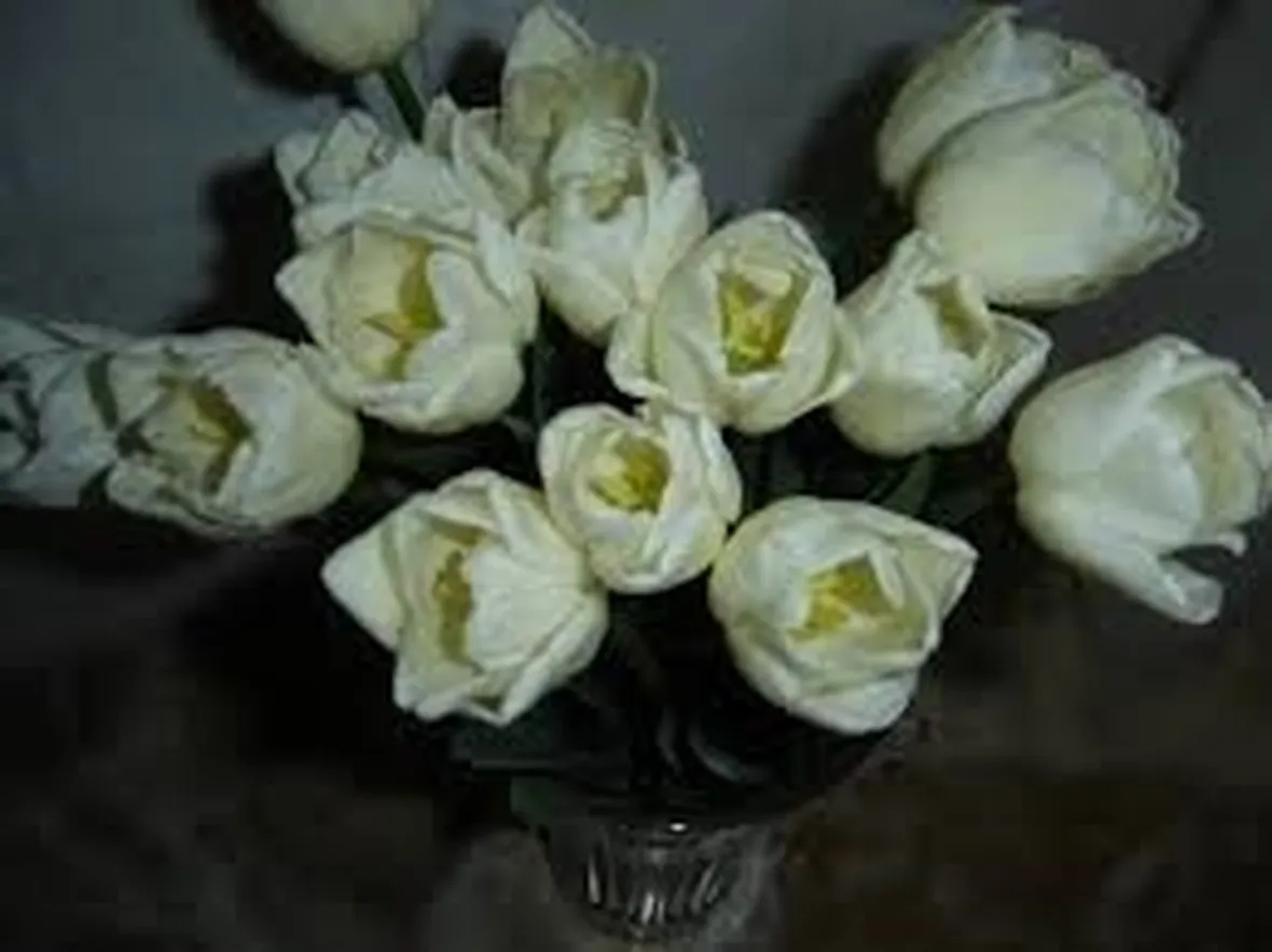 mazzi di tulipani bianche-1