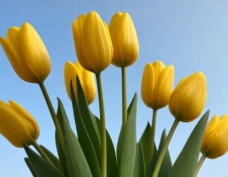 mazzi di tulipani gialli-1