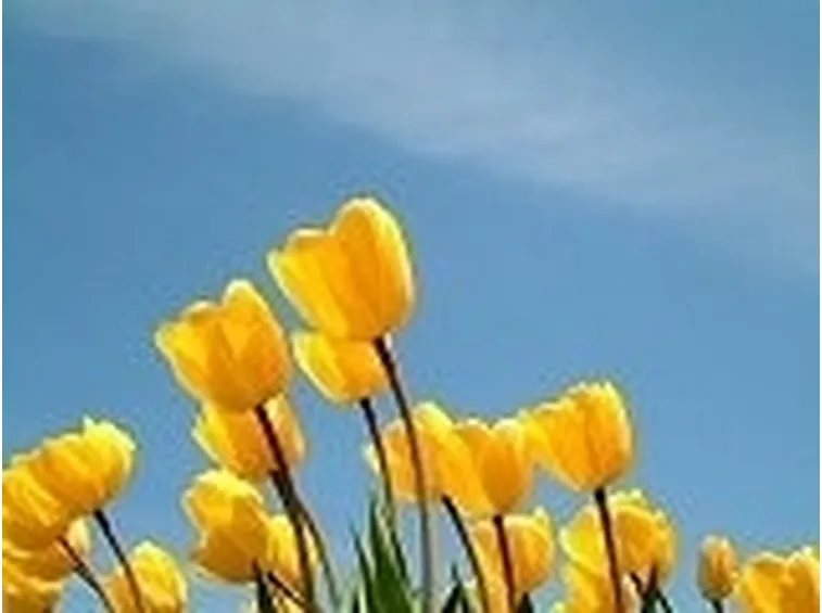 mazzi di tulipani gialli-1