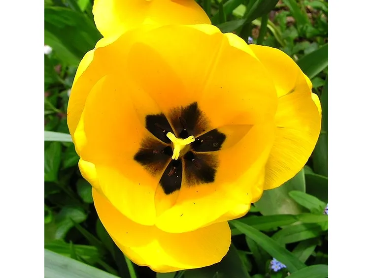 mazzi di tulipani gialli