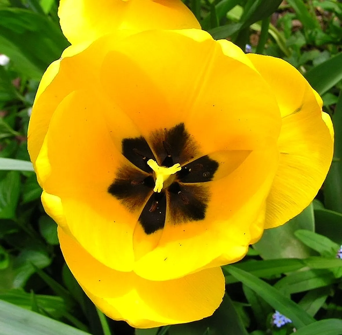 mazzi di tulipani gialli