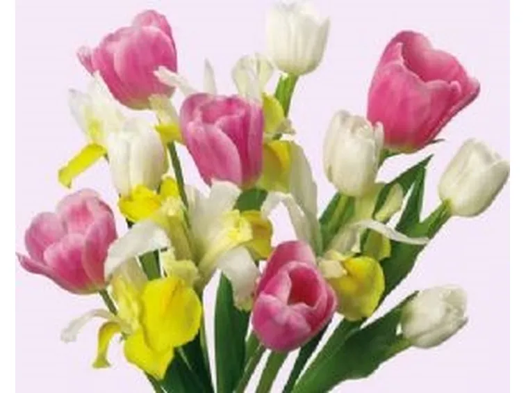 mazzi di tulipani misti-1