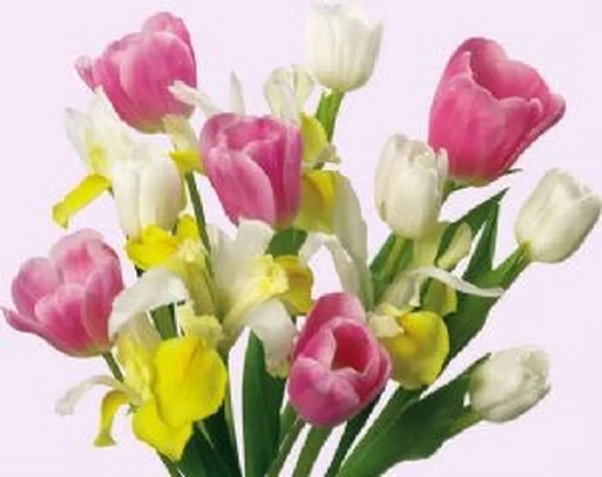 mazzi di tulipani misti-1