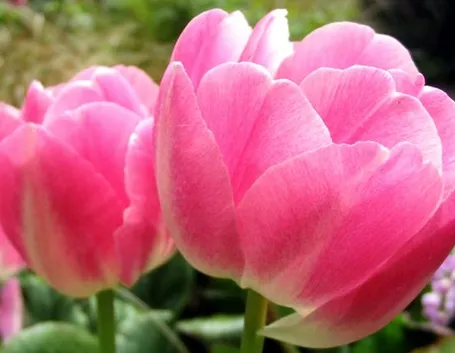 mazzi di tulipani misti