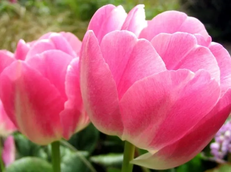 mazzi di tulipani misti