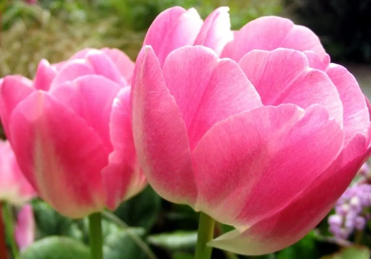 mazzi di tulipani misti