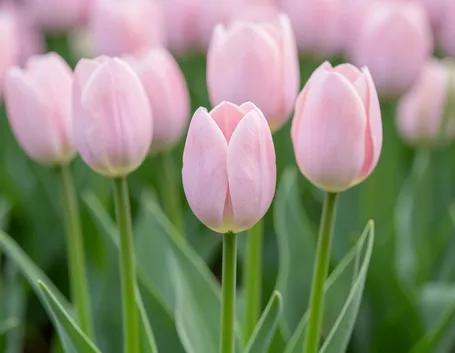mazzi di tulipani rosa