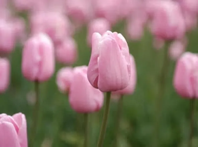mazzi di tulipani rosa