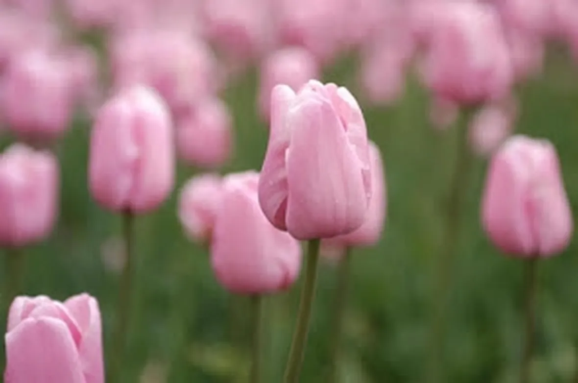 mazzi di tulipani rosa