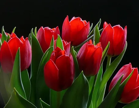 mazzi di tulipani rossi-1