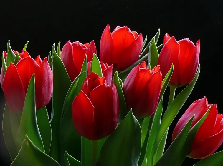 mazzi di tulipani rossi-1