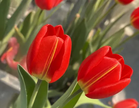 mazzi di tulipani rossi